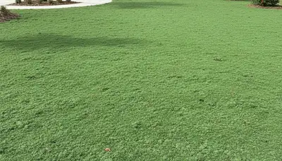 Freshly hydroseeded lawn with full green slurry coverage in Bradenton, FL by Chop Chop Landscaping