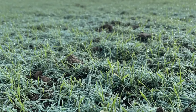 Hydroseeded grass seedlings emerging on new lawn in Bradenton, FL by Chop Chop Landscaping