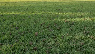 Healthy Bradenton FL lawn recovering after professional aeration by Chop Chop Landscaping