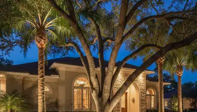 Mature trees uplighted at night showcasing professional landscape lighting in Bradenton, FL